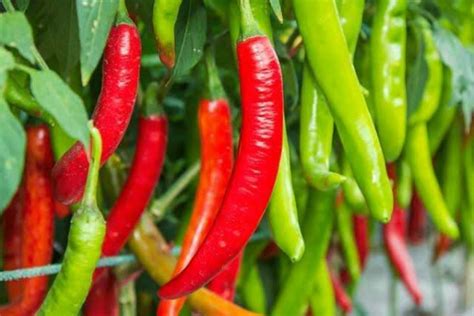 Tips Memilih Cabai Merah Berkualitas
