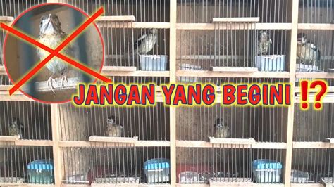 Cara Memilih Anis Kembang Trotolan yang Baik
