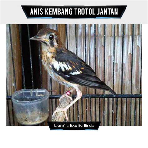 Harga Anis Kembang Trotolan