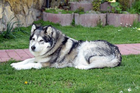 Apa Itu Alaskan Malamute?