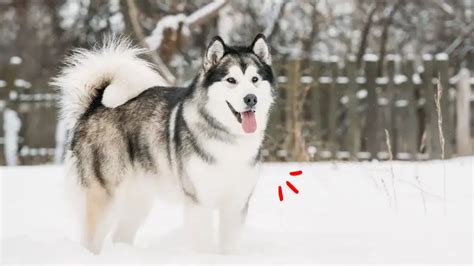 Bagaimana Cara Memilih Anjing Alaskan Malamute yang Tepat
