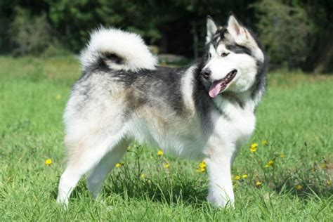 Ciri-Ciri Alaskan Malamute