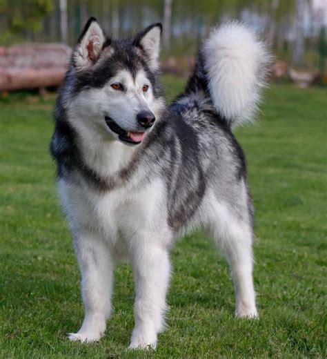 Harga Anjing Alaskan Malamute di Bali