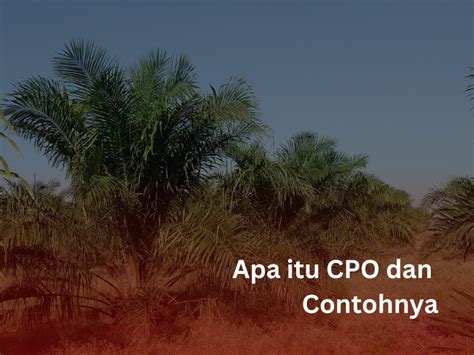 Apa Itu Harga CPO?