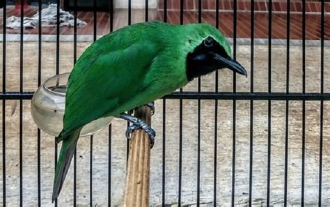 Tips Memilih Burung Cucak Ijo Banyuwangi Berkualitas