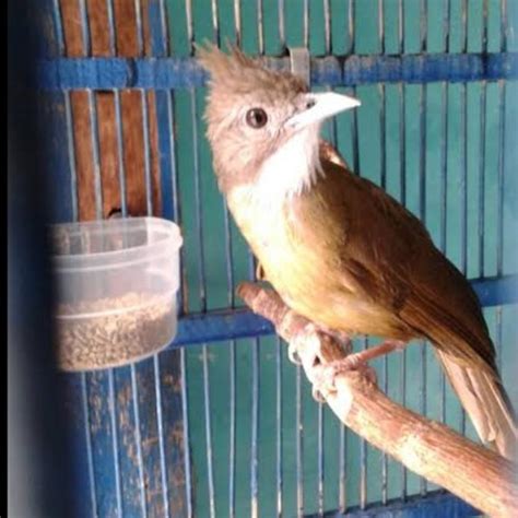 Harga Cucak Jenggot Jantan di Toko Burung
