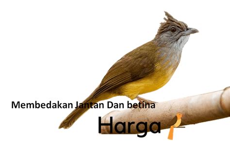 Tips dan Trik Mengenai Cara Memilih Cucak Jenggot Jantan